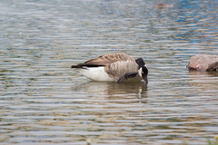 Branta canadensis
