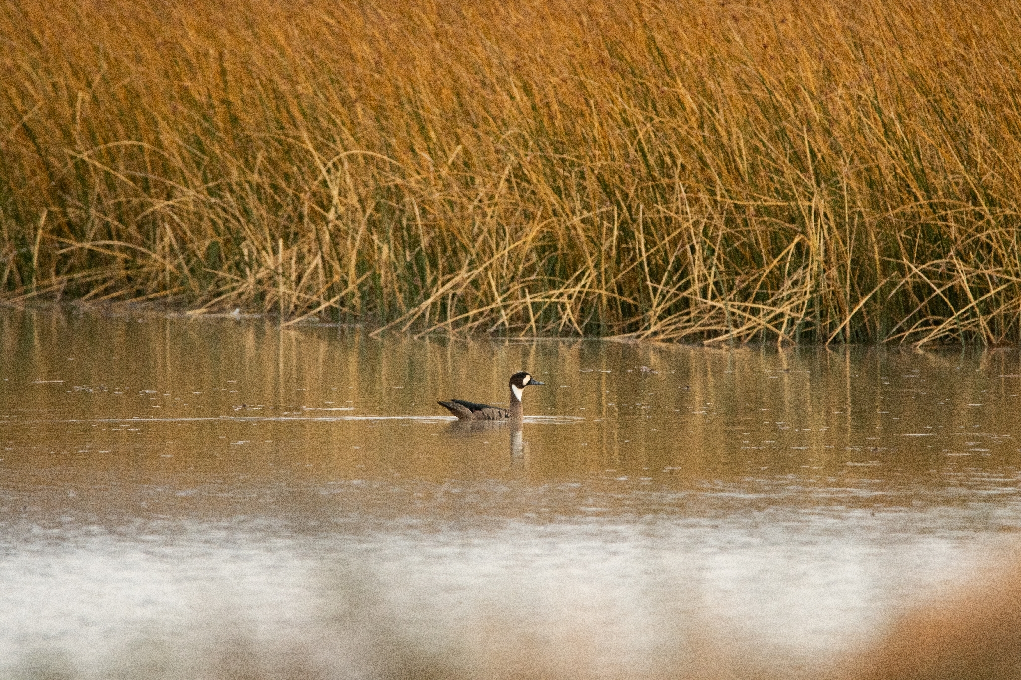 Bronze-winged Duck (Speculanas specularis), photo 1