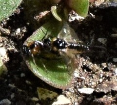 Schizocerella pilicornis
