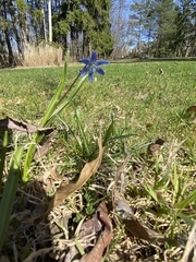 Scilla siberica