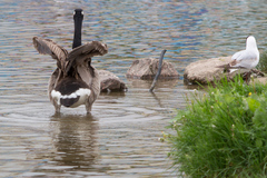 Branta canadensis