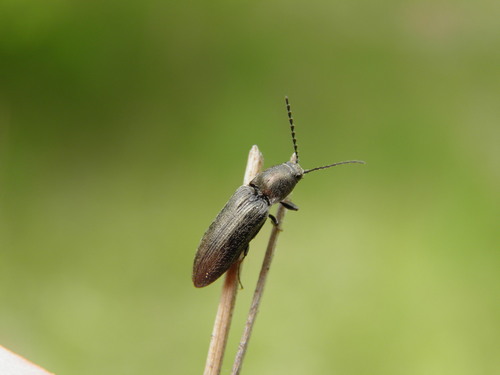 Gluosninis Spragšis