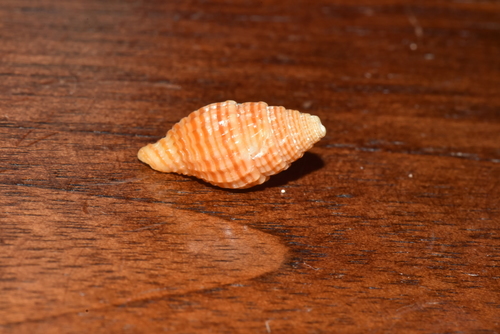 Vexillum crocatum