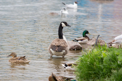 Branta canadensis
