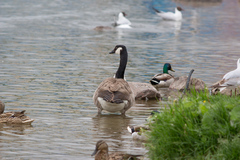 Branta canadensis
