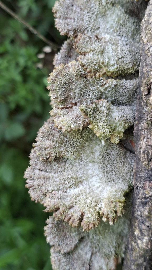 Schizophyllum commune · May 2026 · photo: © martinho_cabana (iNaturalist, cc-by)