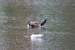 Branta canadensis
