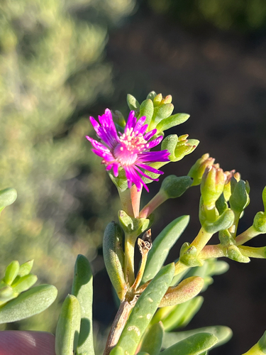 Ruschia pungens, photograph 2