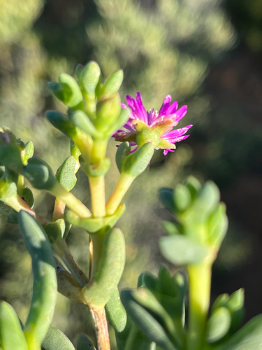 Ruschia pungens, photograph 4