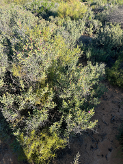 Ruschia pungens, photograph (c) Dave U, some rights reserved (CC BY-SA)