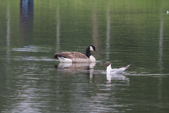 Branta canadensis