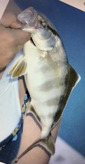 Seriola