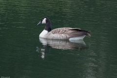 Branta canadensis