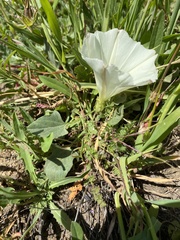 Calystegia subacaulis episcopalis