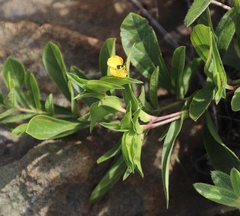 Commelina africana krebsiana