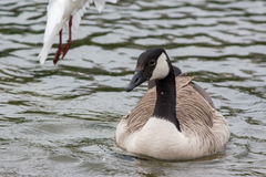Branta canadensis