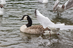 Branta canadensis