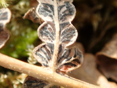 Cryptomycina pteridis