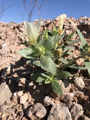 Mentzelia tricuspis