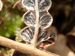 Cryptomycina pteridis