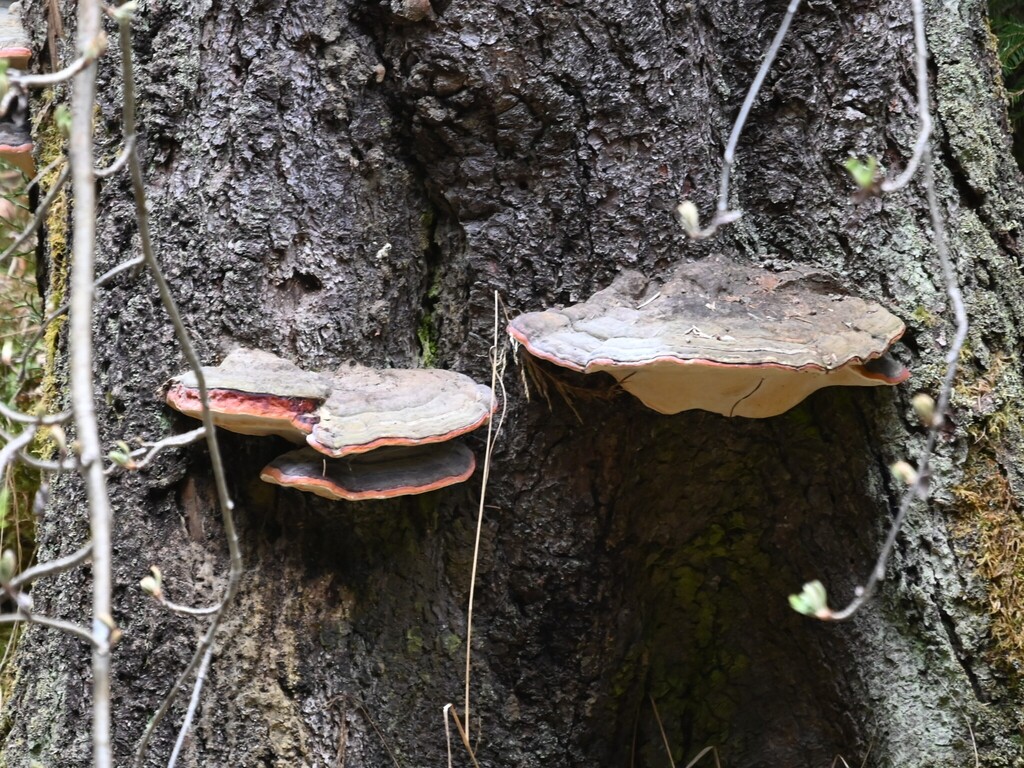 Fomitopsis pinicola · May 2026 · photo: © anita712 (iNaturalist, cc0)