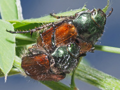 Phyllopertha horticola