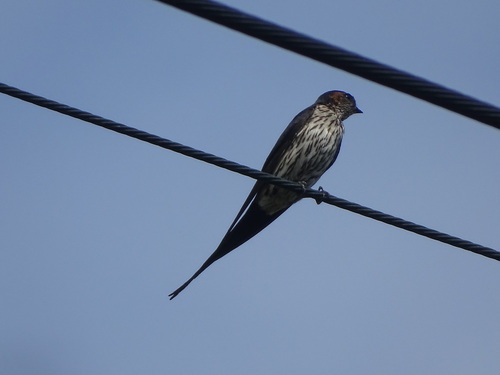 Golondrina dáurica (Cecropis daurica)