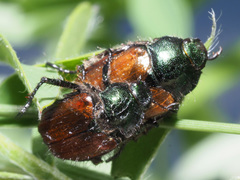Phyllopertha horticola