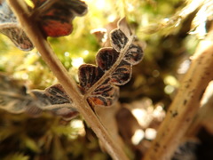 Cryptomycina pteridis