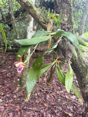 author not stated, no rights reserved Aspasia epidendroides, photograph author not stated, no rights reserved