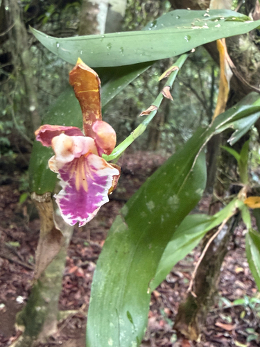 Aspasia epidendroides, photograph 6