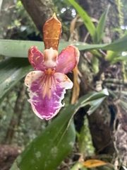author not stated, no rights reserved Aspasia epidendroides, photograph author not stated, no rights reserved