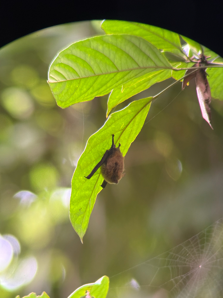 Thomas's Shaggy Bat