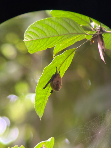 Thomas's Shaggy Bat