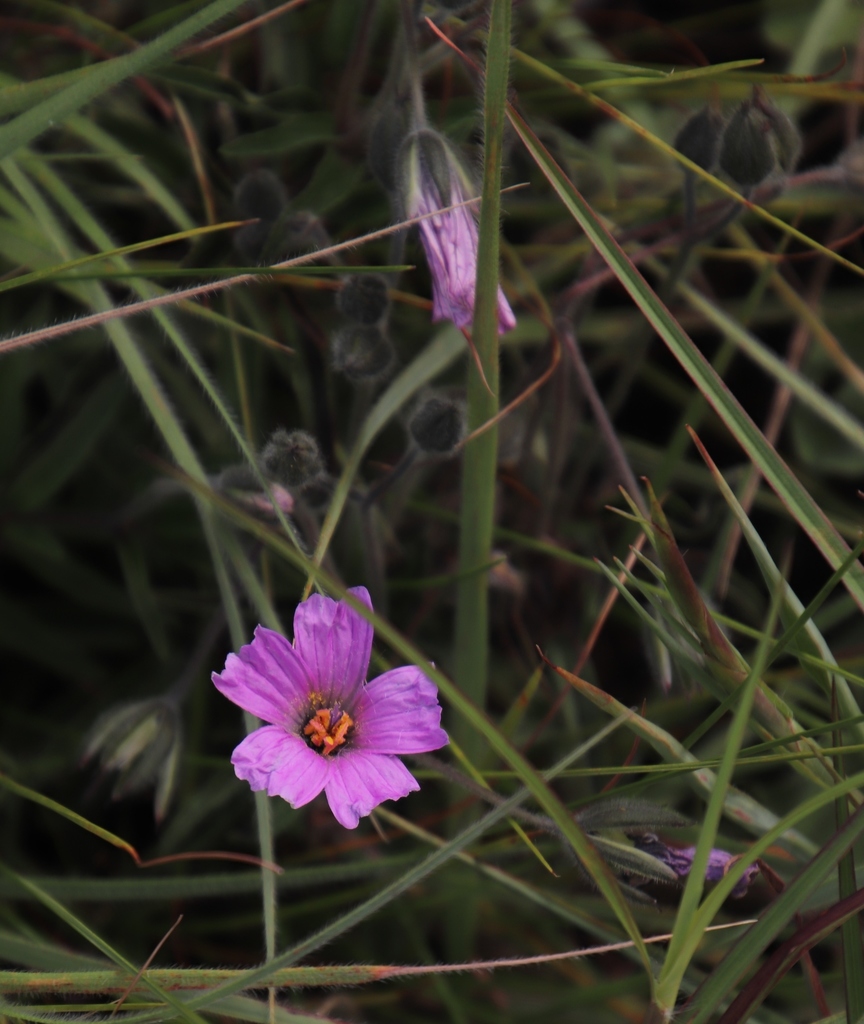 Monsonia transvaalensis, Mountainlands Nature Reserve Hilltop