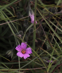 Monsonia transvaalensis