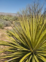 Yucca baccata brevifolia