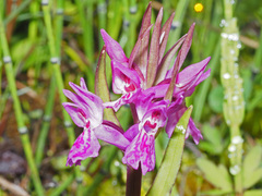 Dactylorhiza lapponica