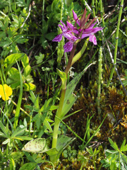 Dactylorhiza lapponica