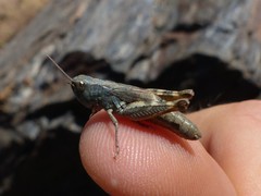 Chorthippus nevadensis