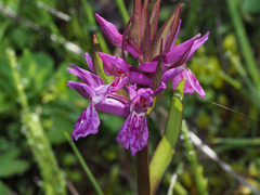 Dactylorhiza lapponica