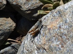 Chorthippus nevadensis