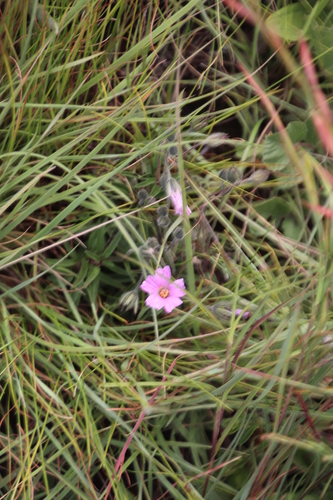Image of Monsonia transvaalensis by (c) Tony Rebelo, some rights reserved (CC BY-SA)