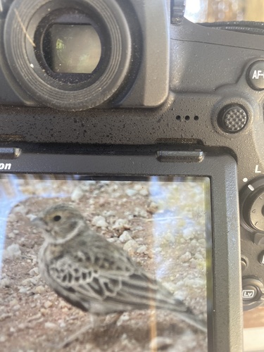 Grey-backed Sparrow-Lark