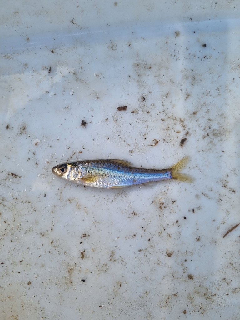 Squalidus japonicus — Cyprinidae