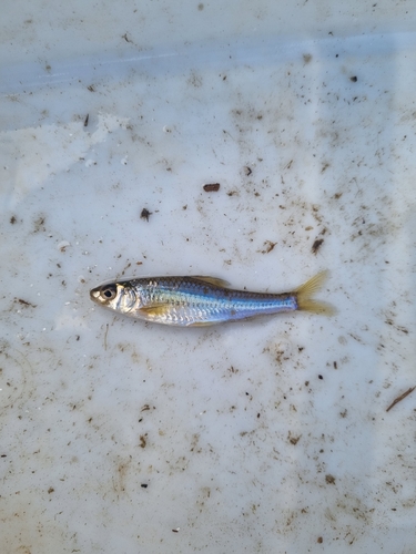 Squalidus japonicus — Cyprinidae