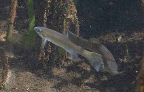 Fundulus seminolis