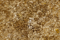 Phaeophyscia ciliata