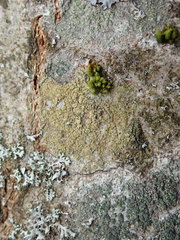 Lecidella flavosorediata