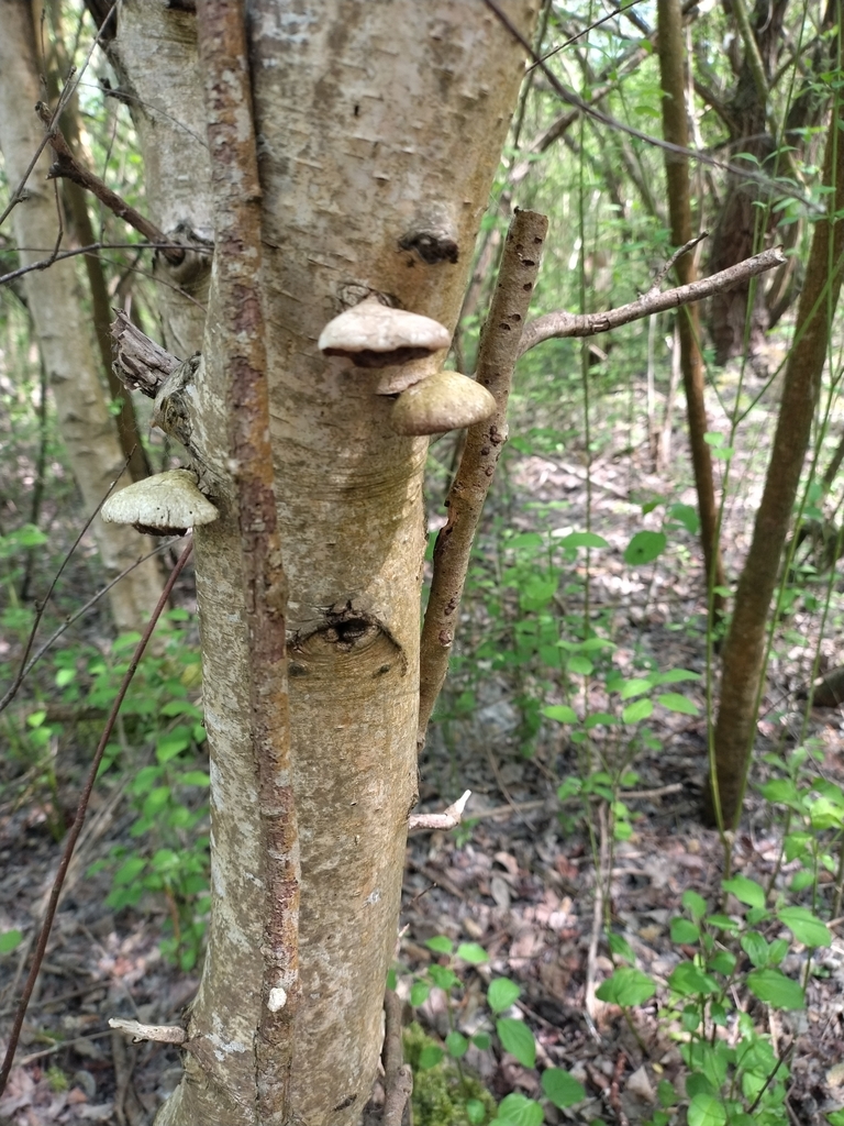 Fomitopsis betulina · May 2026 · photo: © chrisprocter (iNaturalist, cc-by)